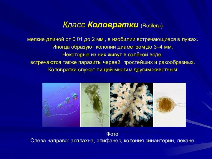 Класс Коловратки (Rotifera) мелкие длиной от 0,01 до 2 мм ,