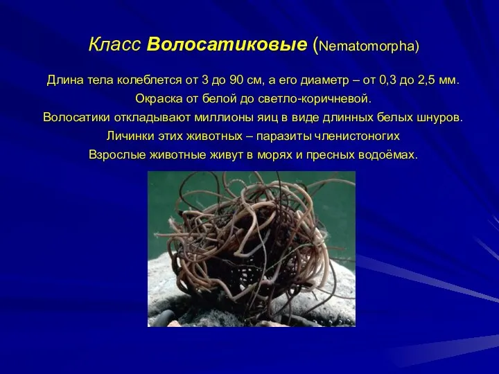 Класс Волосатиковые (Nematomorpha) Длина тела колеблется от 3 до 90 см,