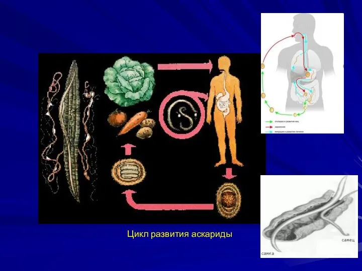 Цикл развития аскариды