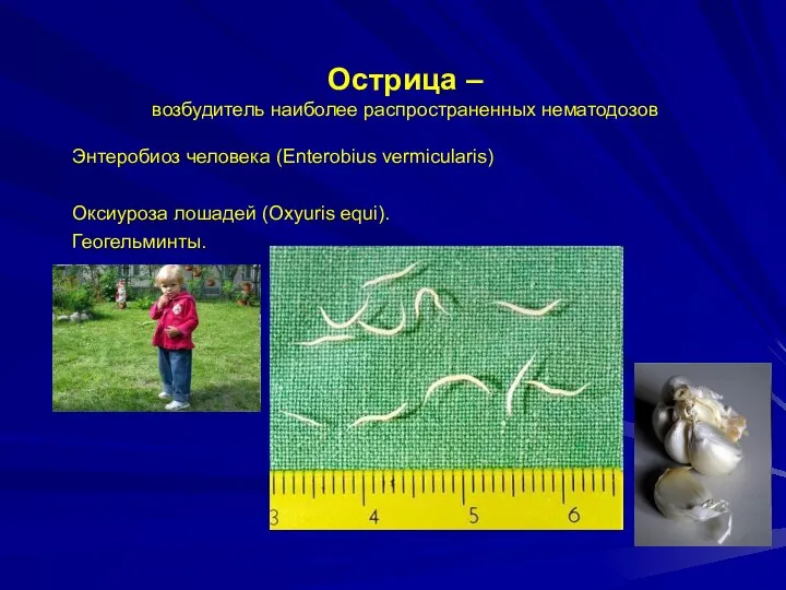 Острица – возбудитель наиболее распространенных нематодозов Энтеробиоз человека (Enterobius vermicularis) Оксиуроза лошадей (Oxyuris equi). Геогельминты.