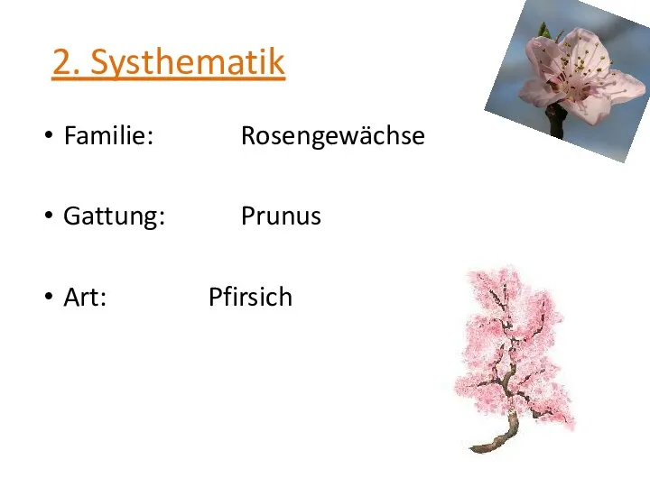 2. Systhematik Familie: Rosengewächse Gattung: Prunus Art: Pfirsich
