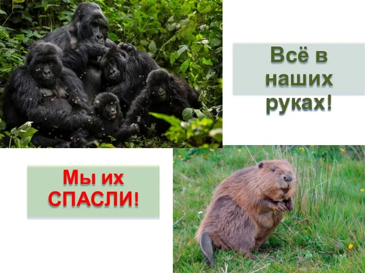 Мы их СПАСЛИ! Всё в наших руках!