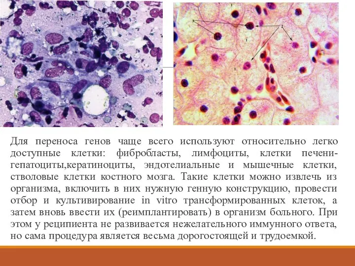 Для переноса генов чаще всего используют относительно легко доступные клетки: фибробласты,