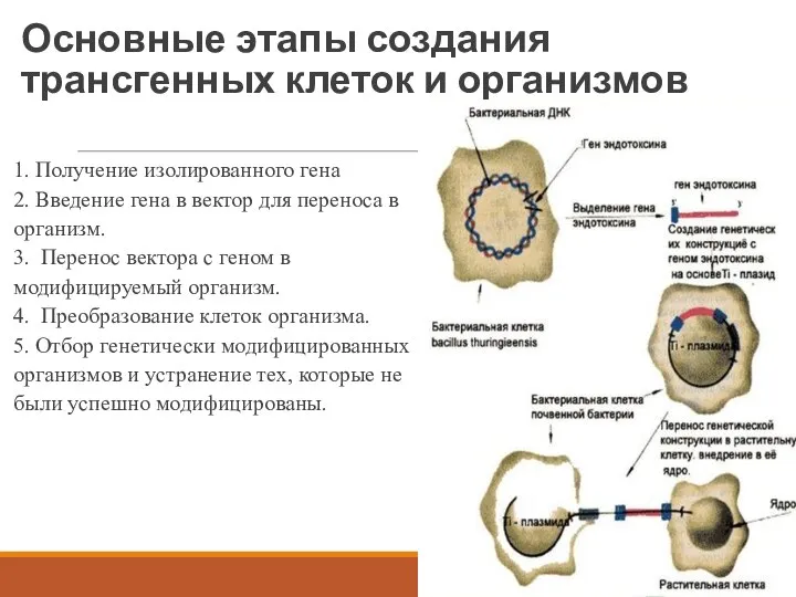 Основные этапы создания трансгенных клеток и организмов 1. Получение изолированного гена