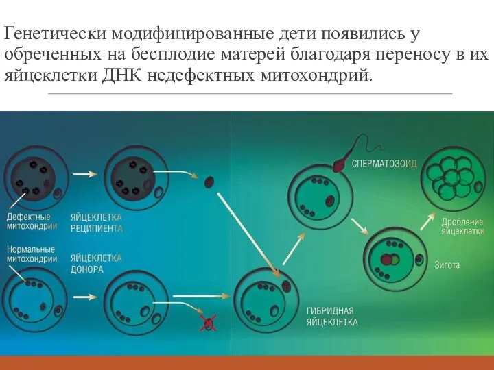 Генетически модифицированные дети появились у обреченных на бесплодие матерей благодаря переносу