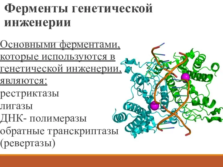 Ферменты генетической инженерии Основными ферментами, которые используются в генетической инженерии, являются: