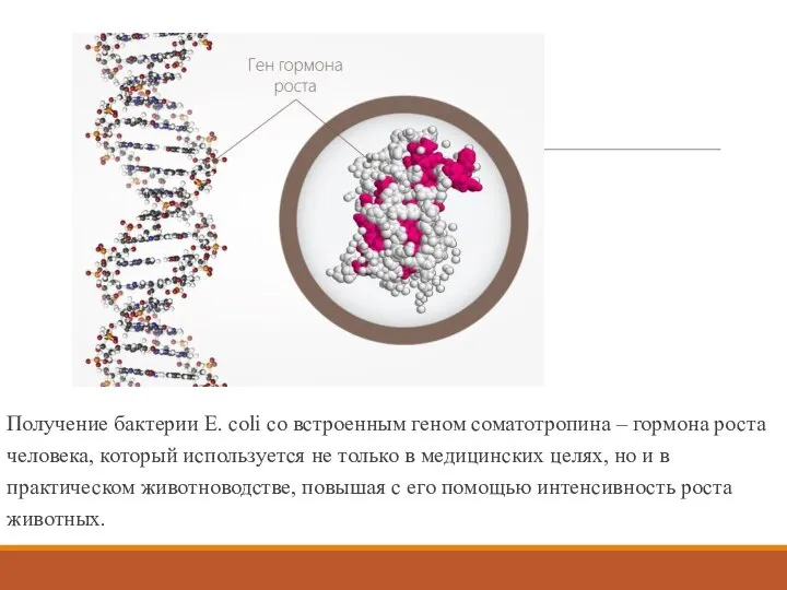 Получение бактерии E. coli со встроенным геном соматотропина – гормона роста