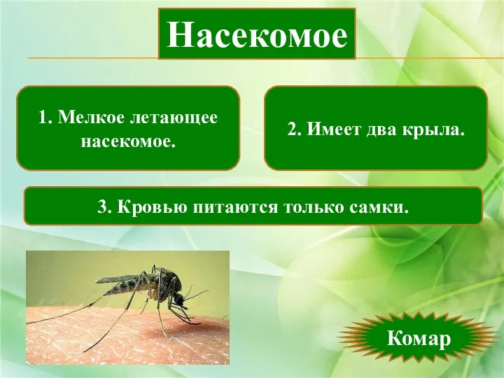 1. Мелкое летающее насекомое. 2. Имеет два крыла. 3. Кровью питаются только самки. Насекомое Комар