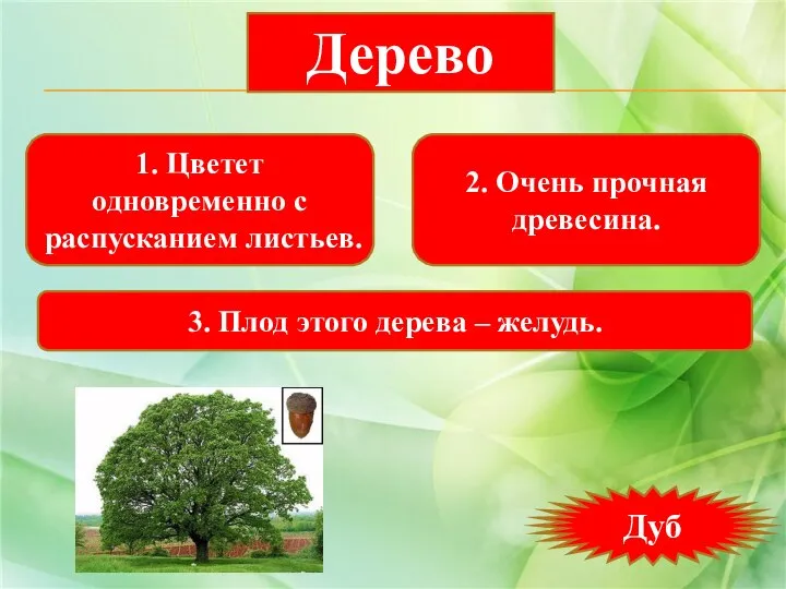 1. Цветет одновременно с распусканием листьев. 2. Очень прочная древесина. 3.