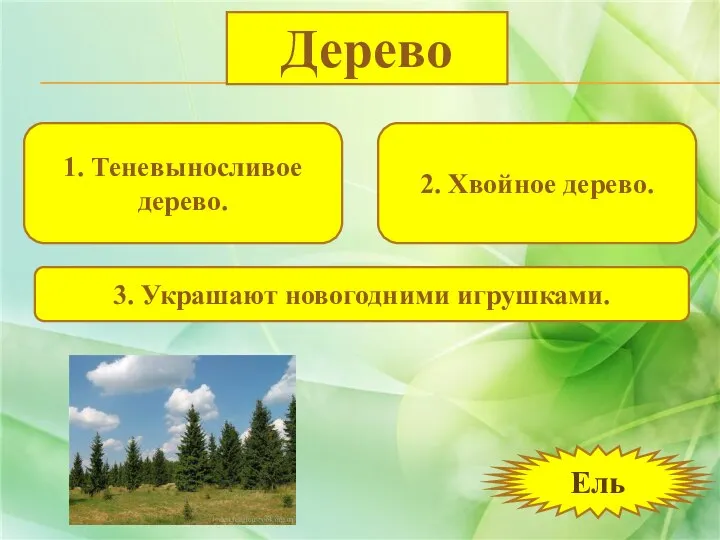 1. Теневыносливое дерево. 2. Хвойное дерево. 3. Украшают новогодними игрушками. Дерево Ель