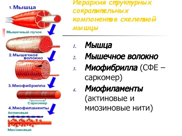 Иерархия структурных сократительных компонентов скелетной мышцы Мышца Мышечное волокно Миофибрилла (СФЕ