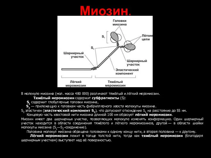 В молекуле миозина (мол. масса 480 000) различают тяжёлый и лёгкий