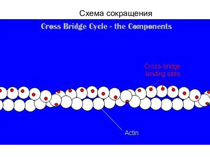 Схема сокращения