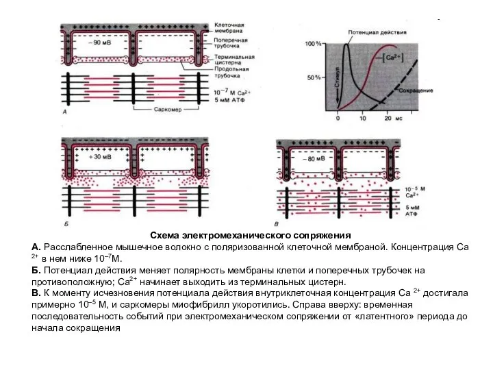 Схема электромеханического сопряжения А. Расслабленное мышечное волокно с поляризованной клеточной мембраной.