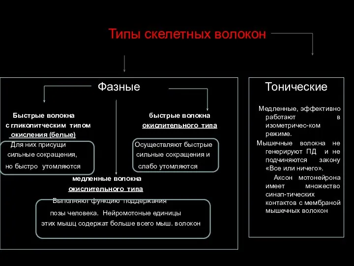 Типы скелетных волокон Фазные Быстрые волокна быстрые волокна с гликолитческим типом