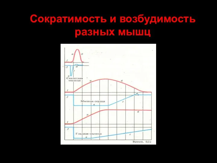 Сократимость и возбудимость разных мышц