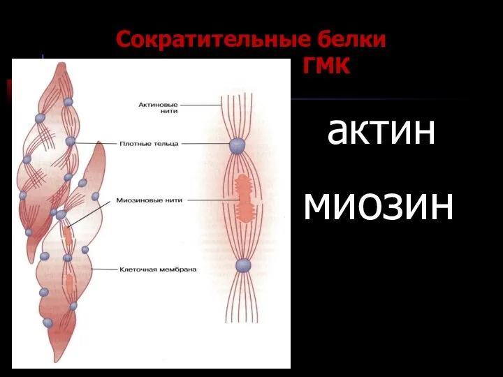 миозин Сократительные белки ГМК актин