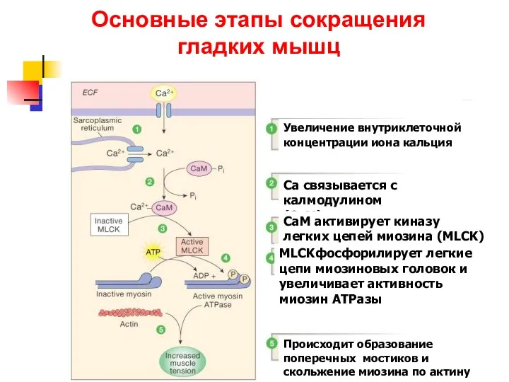 Основные этапы сокращения гладких мышц Figure 12-28: Smooth muscle contraction Увеличение