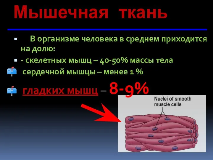 Мышечная ткань В организме человека в среднем приходится на долю: -