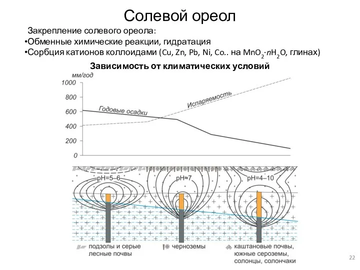 Солевой ореол Закрепление солевого ореола: Обменные химические реакции, гидратация Сорбция катионов