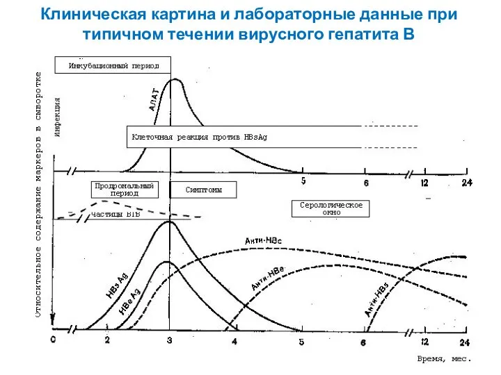 Клиническая картина и лабораторные данные при типичном течении вирусного гепатита В