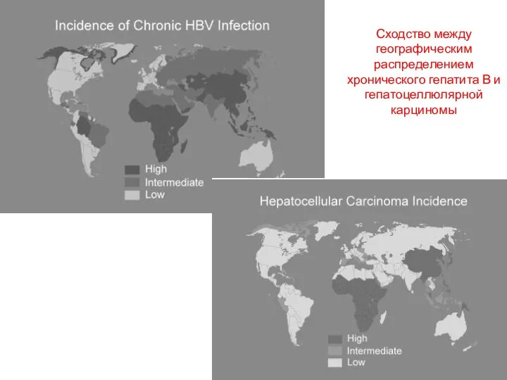 Сходство между географическим распределением хронического гепатита В и гепатоцеллюлярной карциномы