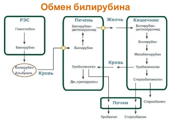 Обмен билирубина