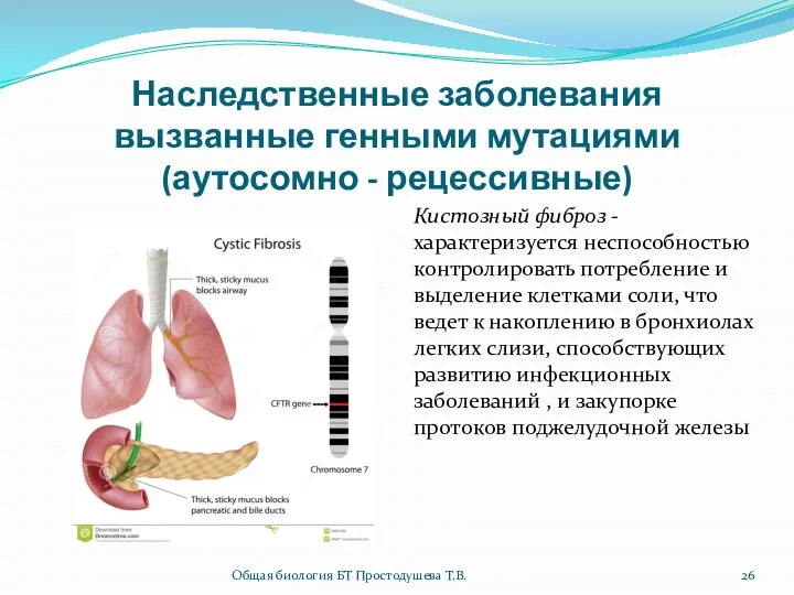 Наследственные заболевания вызванные генными мутациями (аутосомно - рецессивные) Кистозный фиброз -характеризуется