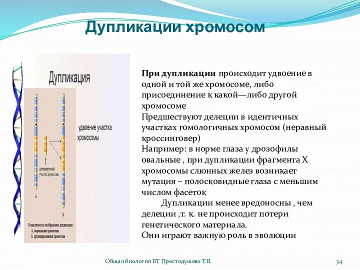 Дупликации хромосом При дупликации происходит удвоение в одной и той же