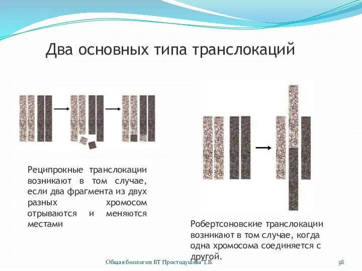 Два основных типа транслокаций Реципрокные транслокации возникают в том случае, если