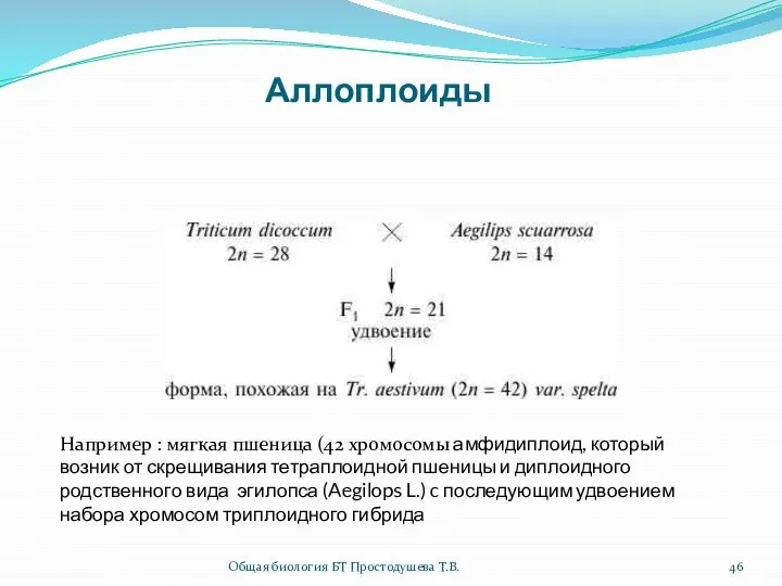 Аллоплоиды Например : мягкая пшеница (42 хромосомы амфидиплоид, который возник от