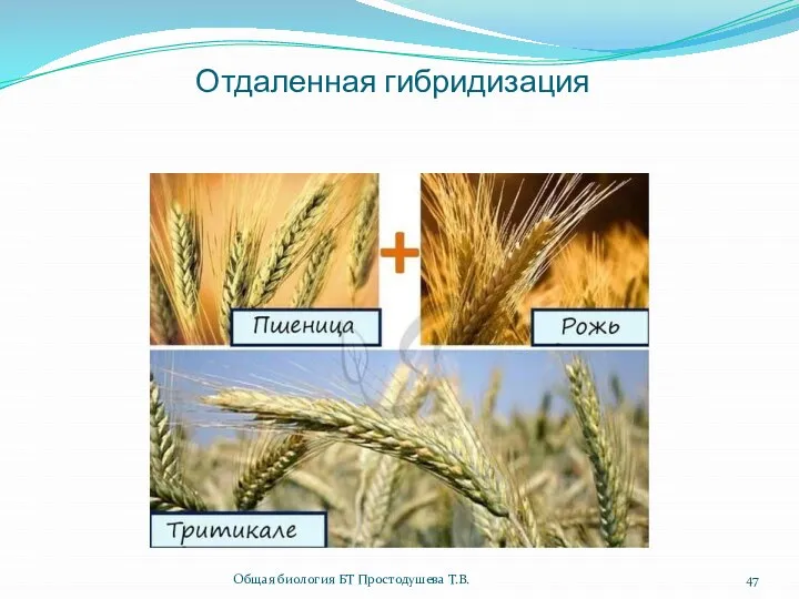 Отдаленная гибридизация Общая биология БТ Простодушева Т.В.