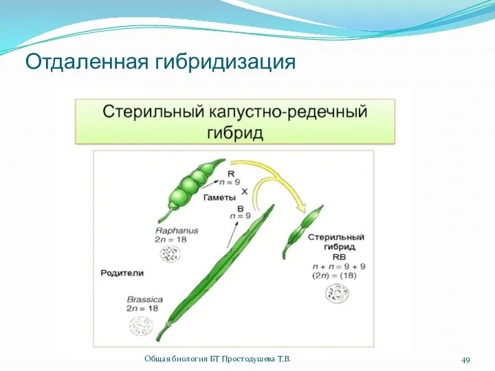 Отдаленная гибридизация Общая биология БТ Простодушева Т.В.