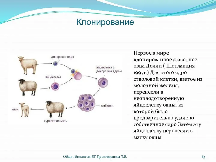 Клонирование Первое в мире клонированное животное- овца Долли ( Шотландия 1997г.)