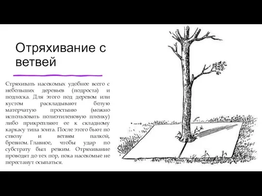 Отряхивание с ветвей Стряхивать насекомых удобнее всего с небольших деревьев (подроста)