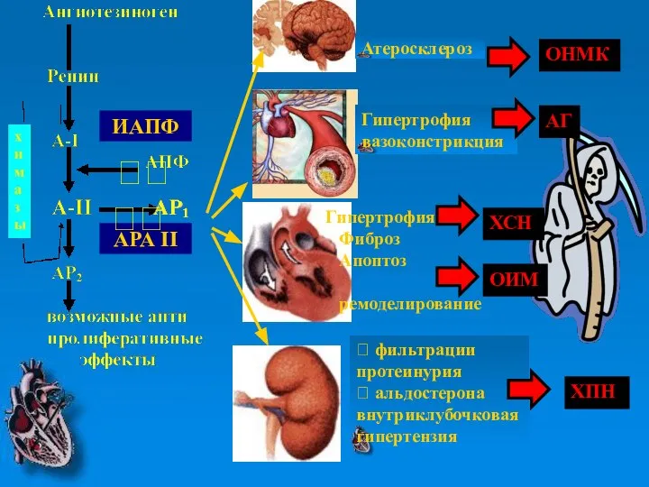 Атеросклероз Гипертрофия вазоконстрикция Гипертрофия Фиброз Апоптоз ремоделирование ? фильтрации протеинурия ?