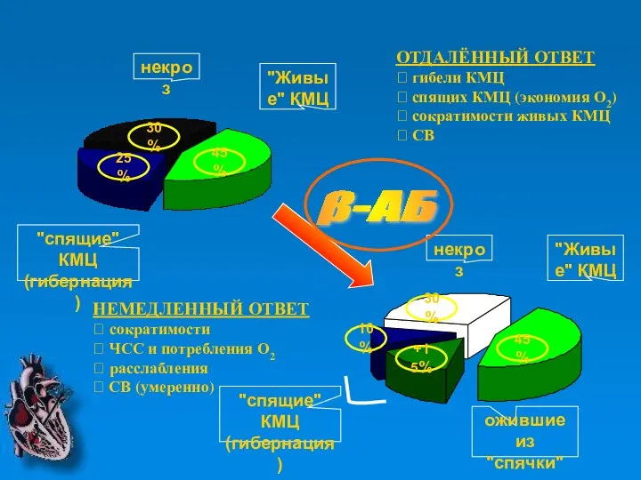 25% 30% 45% 30% +15% 10% 45% некроз "спящие" КМЦ (гибернация)