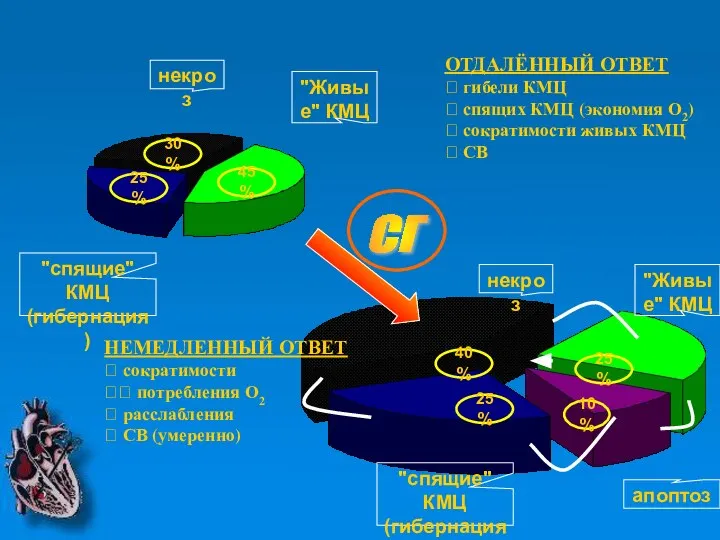 25% 30% 45% 40% 25% 10% 25% некроз "спящие" КМЦ (гибернация)