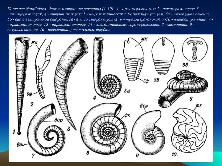 Подкласс Nautiloidea. Форма и строение раковины (1-10) : 1 - ортоцераконовая;