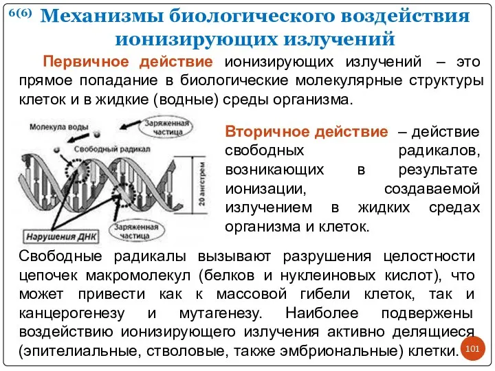 Механизмы биологического воздействия ионизирующих излучений Первичное действие ионизирующих излучений – это