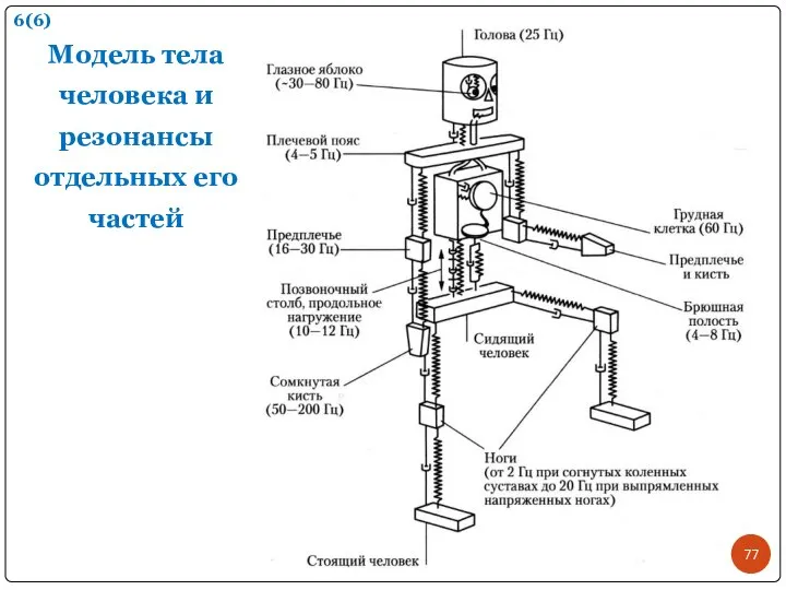 Модель тела человека и резонансы отдельных его частей 6(6)