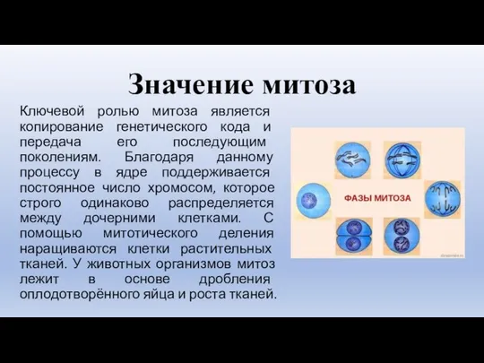 Значение митоза Ключевой ролью митоза является копирование генетического кода и передача