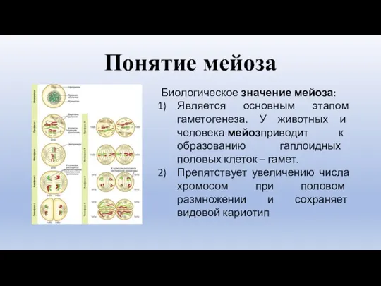 Понятие мейоза Биологическое значение мейоза: Является основным этапом гаметогенеза. У животных