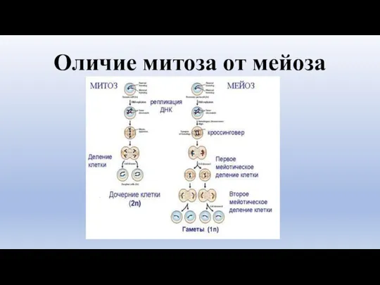 Оличие митоза от мейоза