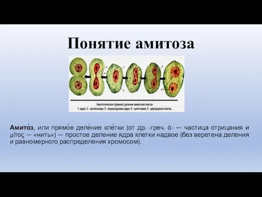 Понятие амитоза Амито́з, или прямо́е деле́ние кле́тки (от др. -греч. ἀ-