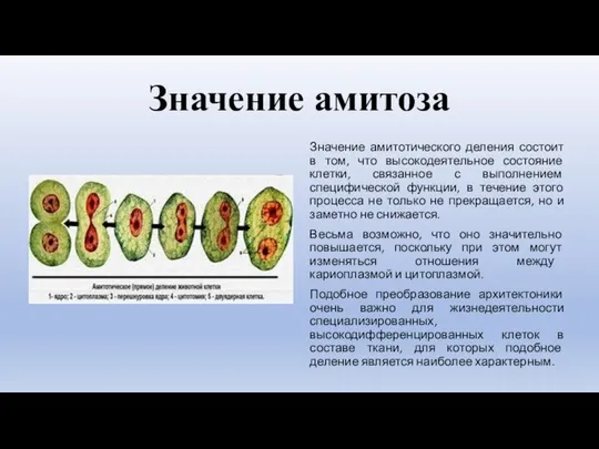 Значение амитоза Значение амитотического деления состоит в том, что высокодеятельное состояние