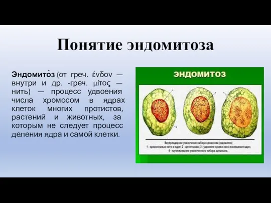 Понятие эндомитоза Эндомито́з (от греч. ένδον — внутри и др. -греч.