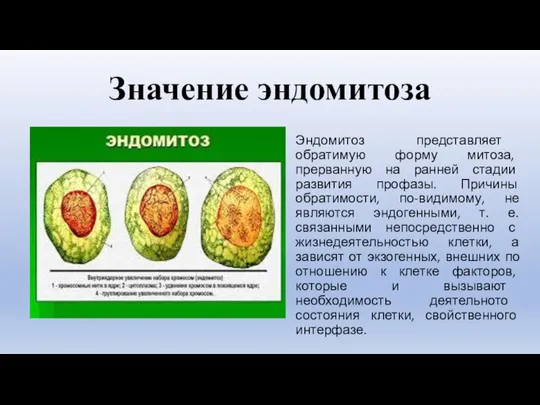 Значение эндомитоза Эндомитоз представляет обратимую форму митоза, прерванную на ранней стадии