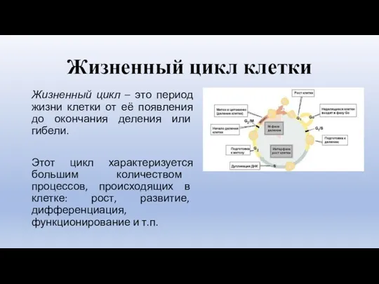 Жизненный цикл клетки Жизненный цикл – это период жизни клетки от