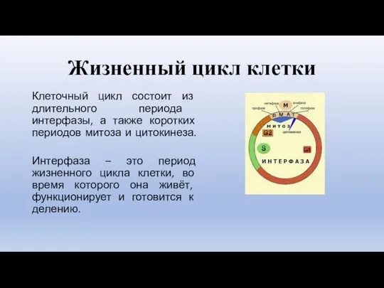 Жизненный цикл клетки Клеточный цикл состоит из длительного периода интерфазы, а